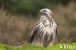 Buizerd (Buteo buteo)