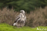 Buizerd (Buteo buteo)