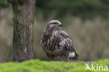 Common Buzzard (Buteo buteo)