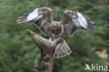 Buizerd (Buteo buteo)