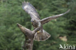 Common Buzzard (Buteo buteo)