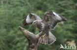 Common Buzzard (Buteo buteo)