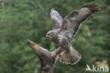 Buizerd (Buteo buteo)