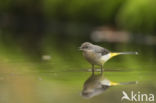 Grote Gele Kwikstaart (Motacilla cinerea)