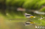 Grote Gele Kwikstaart (Motacilla cinerea)