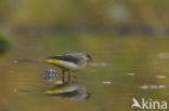 Grote Gele Kwikstaart (Motacilla cinerea)