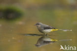 Grote Gele Kwikstaart (Motacilla cinerea)