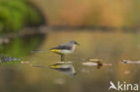 Grote Gele Kwikstaart (Motacilla cinerea)