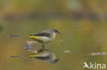 Grote Gele Kwikstaart (Motacilla cinerea)