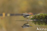 Grote Gele Kwikstaart (Motacilla cinerea)