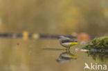 Grote Gele Kwikstaart (Motacilla cinerea)