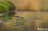 Grote Gele Kwikstaart (Motacilla cinerea)