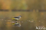 Grote Gele Kwikstaart (Motacilla cinerea)