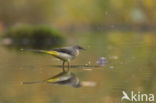 Grote Gele Kwikstaart (Motacilla cinerea)