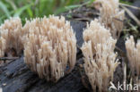 Crown-tipped coral fungus
