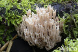 Crown-tipped coral fungus