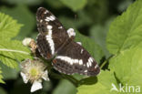 White Admiral (Limenitis camilla)