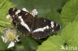 White Admiral (Limenitis camilla)