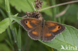 Oranje zandoogje (Pyronia tithonus)