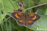 Oranje zandoogje (Pyronia tithonus)