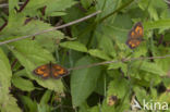 Oranje zandoogje (Pyronia tithonus)