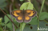 Oranje zandoogje (Pyronia tithonus)