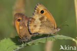 Oranje zandoogje (Pyronia tithonus)