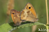 Oranje zandoogje (Pyronia tithonus)