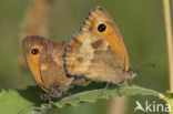 Oranje zandoogje (Pyronia tithonus)