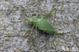 Southern Oak Bush Cricket (Meconema meridionale)