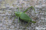 Southern Oak Bush Cricket (Meconema meridionale)