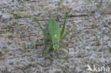 Southern Oak Bush Cricket (Meconema meridionale)