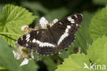 Kleine IJsvogelvlinder (Limenitis camilla)