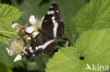 White Admiral (Limenitis camilla)