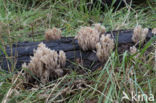 Crown-tipped coral fungus