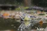 Great Tit (Parus major)