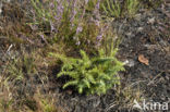 common juniper (Juniperus communis)