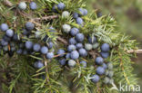 common juniper (Juniperus communis)