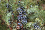 Jeneverbes (Juniperus communis)