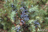 common juniper (Juniperus communis)