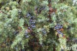 Jeneverbes (Juniperus communis)