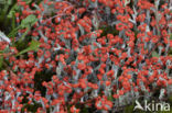 red heather matches (cladonia floerkeana)