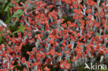 rode heidelucifers (cladonia floerkeana)