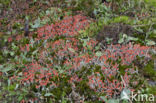 rode heidelucifers (cladonia floerkeana)