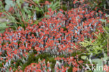 rode heidelucifers (cladonia floerkeana)