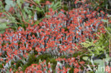 red heather matches (cladonia floerkeana)