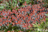 rode heidelucifers (cladonia floerkeana)