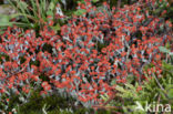 rode heidelucifers (cladonia floerkeana)