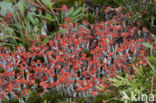 rode heidelucifers (cladonia floerkeana)