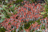 rode heidelucifers (cladonia floerkeana)